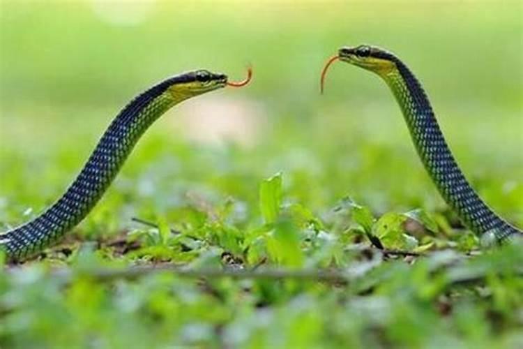 梦见两条蛇咬我手是什么意思？