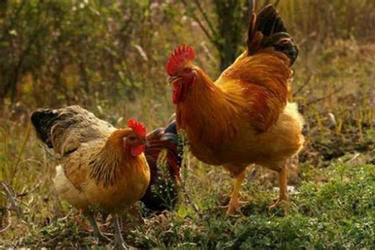 属鸡遇哪些年运势好？