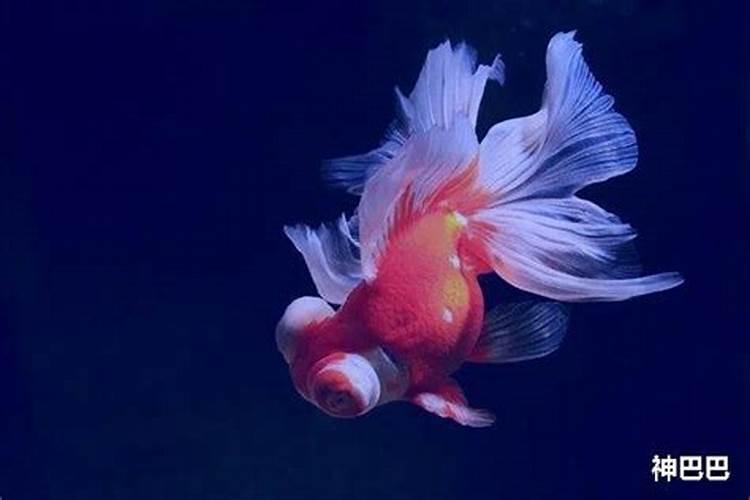 壬子与乙未合婚好吗？