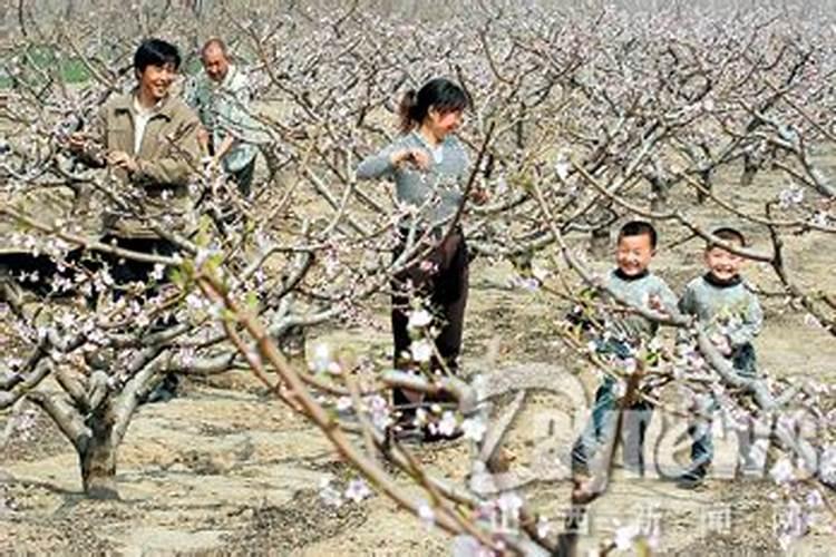 桃树地里做法事