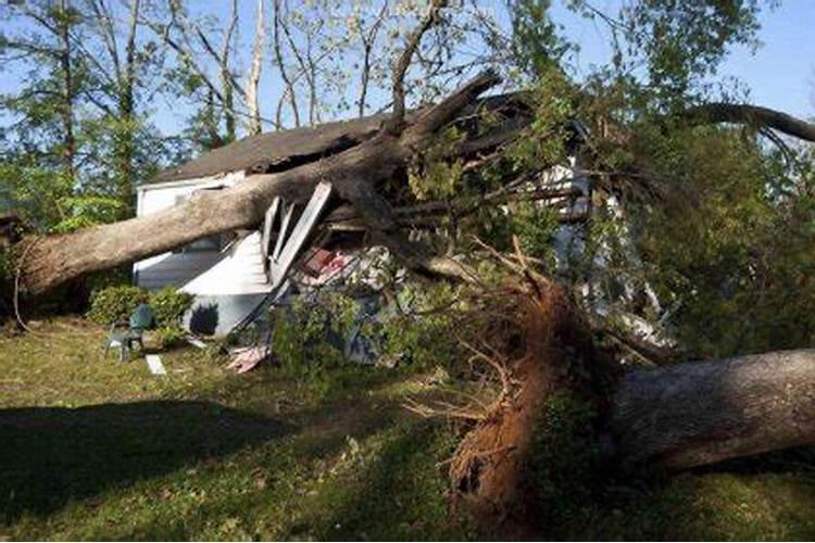 梦见大树被洪水冲倒