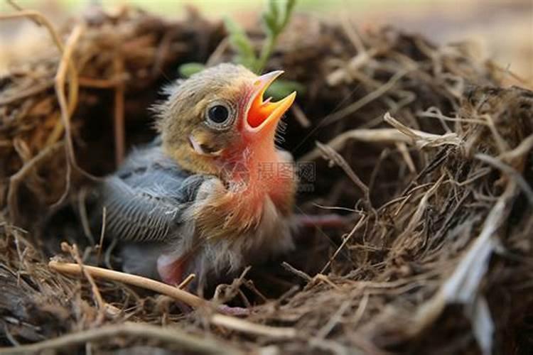 出生在立春的鸟