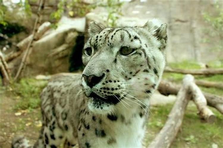 梦见豹子咬人是什么意思？