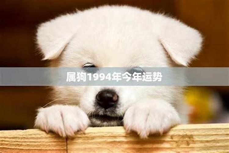 94年属狗的在今年年末运程