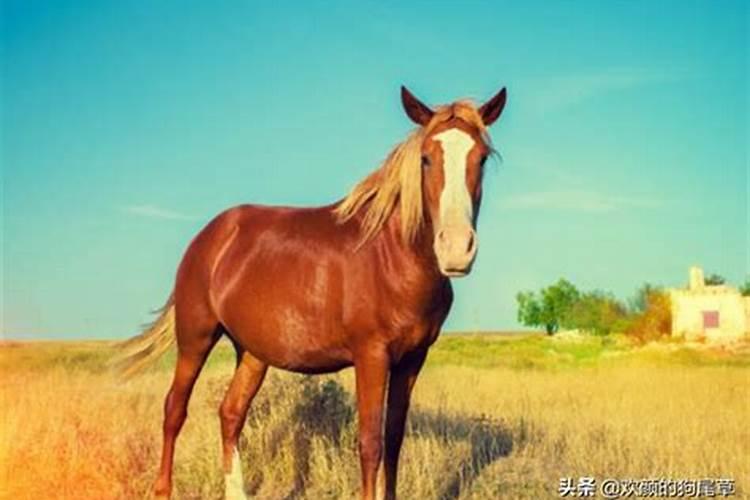 腊月的马好不好？