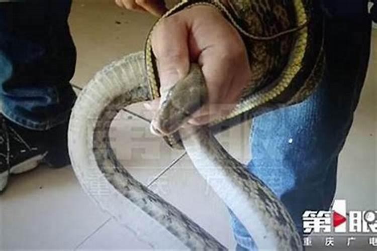 梦见大蛇是什么预兆女性朋友？