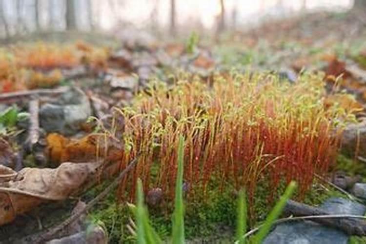 梦到男友的前女友是什么意思呢？