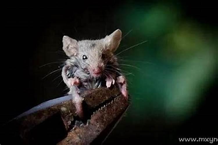 梦到老鼠了是什么意思？