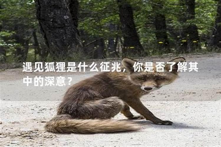 遇见狐狸是什么征兆？