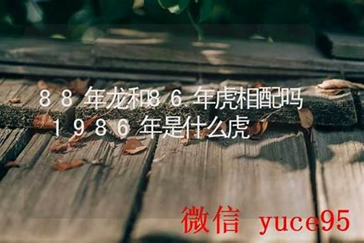 88年龙86年虎合婚吗？