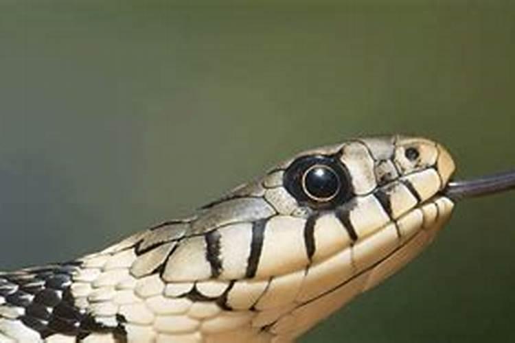 生肖蛇配什么生肖最好？