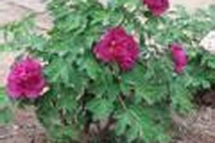 家里挂太岁相好不好？