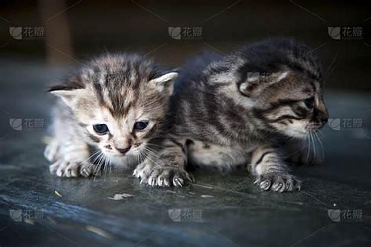 十月初一出生的猫