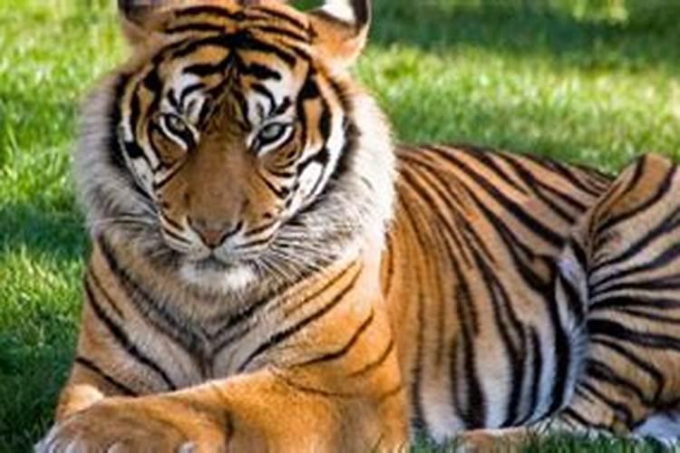 1974年9月属虎运程如何？