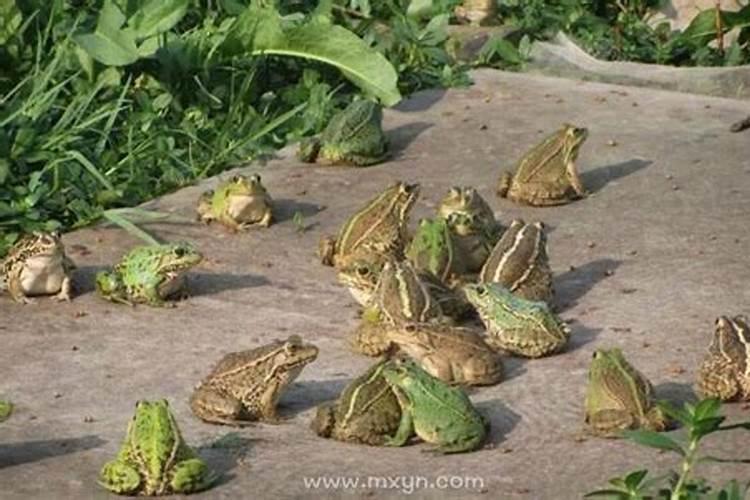 梦见好多青蛙是什么意思？