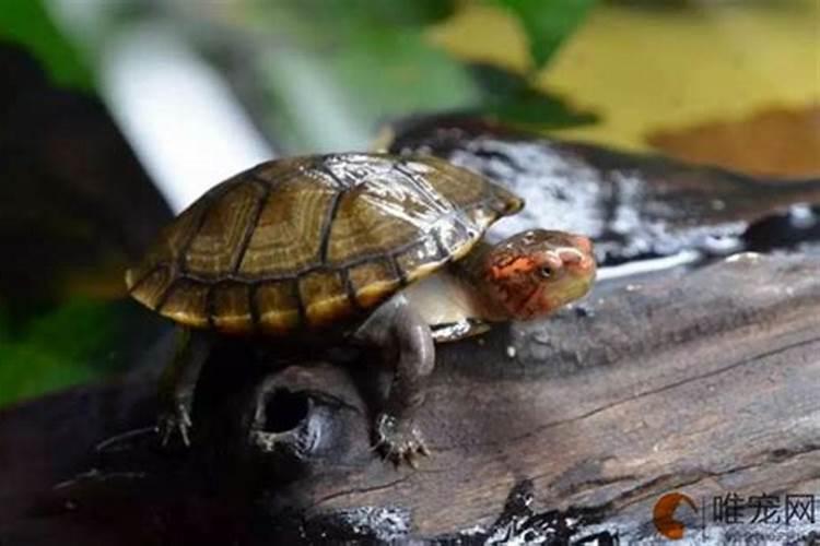 哪个生肖不宜养龟？