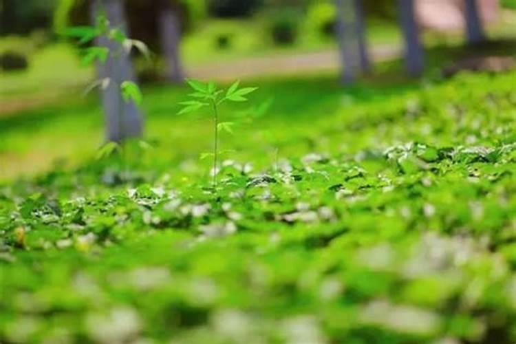 1987年今年的运程