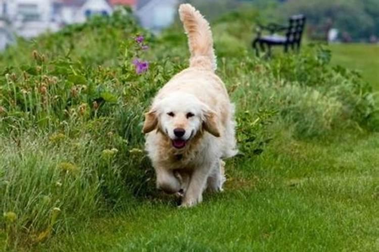 狗年九月初九的财运