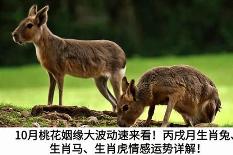 运势波动很大是什么意思啊？