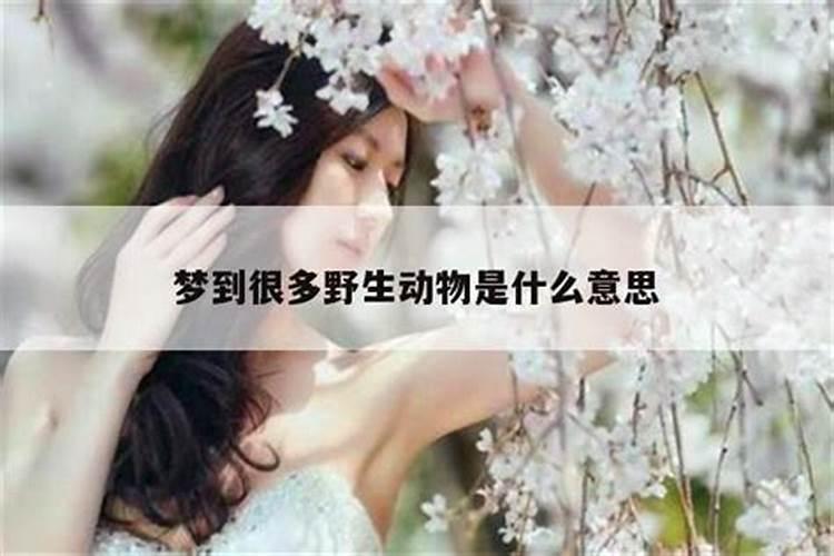 梦见很多凶悍的野生动物什么意思？