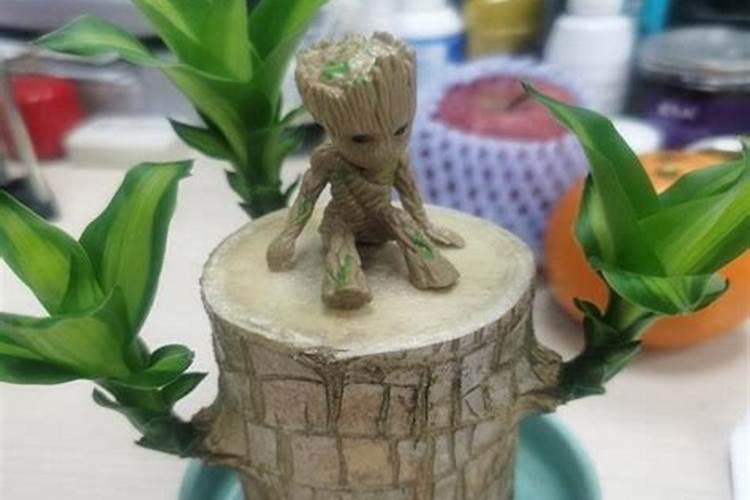 巴西木上的小人叫啥来？