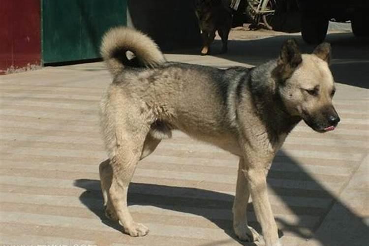 梦见大狗把我家门给弄开了好不好？