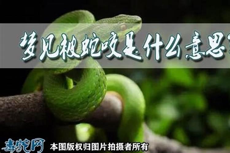 梦见被蛇咬后把蛇杀了