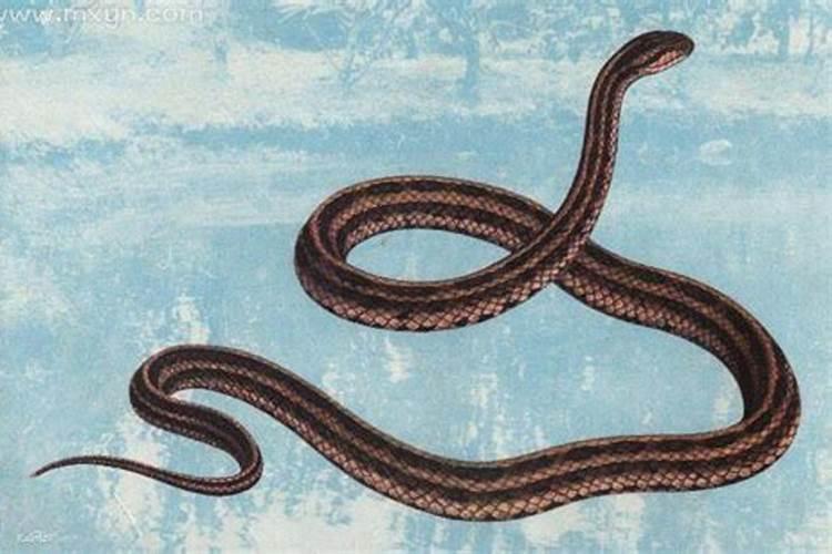 梦见蛇是什么预兆梦见蛇缠着女？