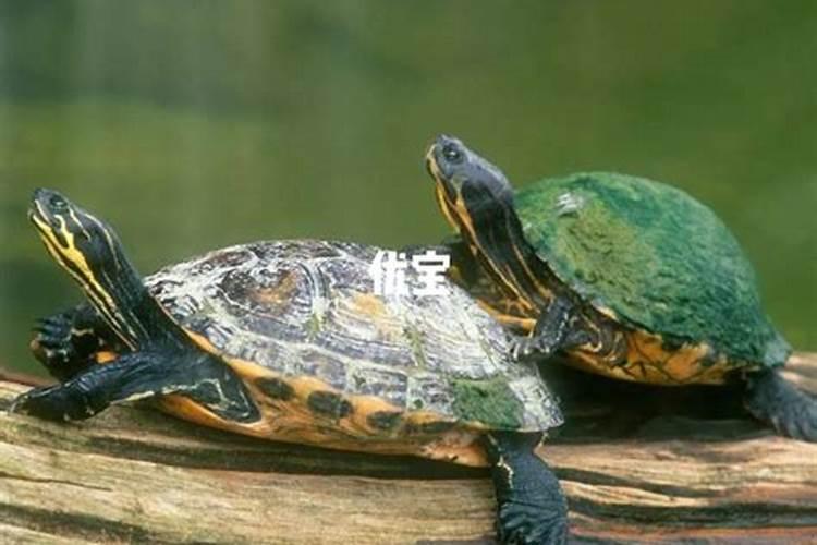 梦见很大乌龟是什么意思呢？