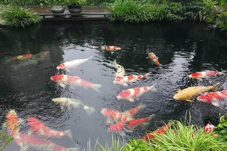 梦见好多鲤鱼在水里游来游去？