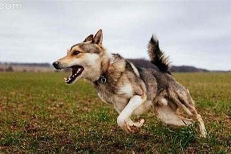 梦见狗追着咬我是什么意思梦见？