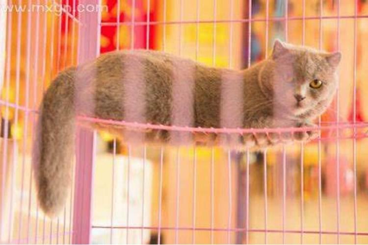 梦见猫死了是什么意思又活了？