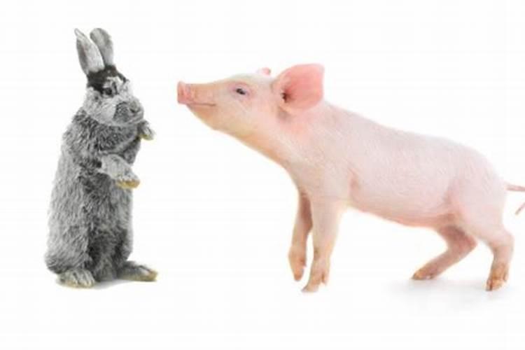 属相兔和猪婚配可以吗？