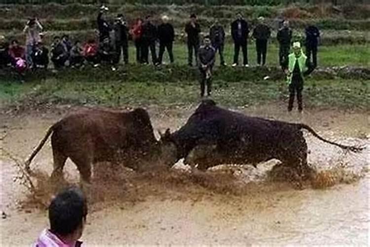 梦见牛追我是什么意思？