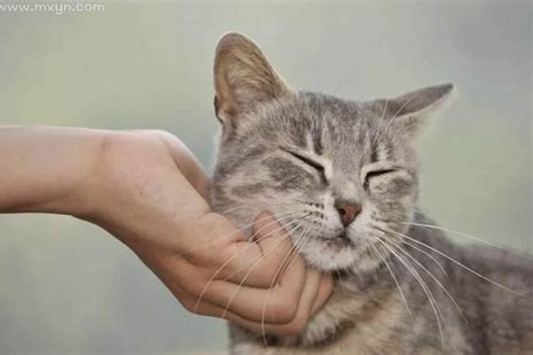 梦见猫与自己很亲近