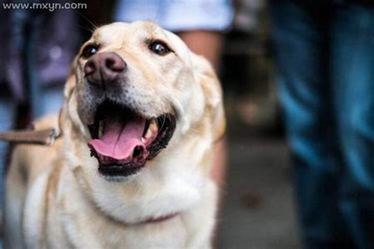 梦见狗咬自己是什么预兆周公解梦？