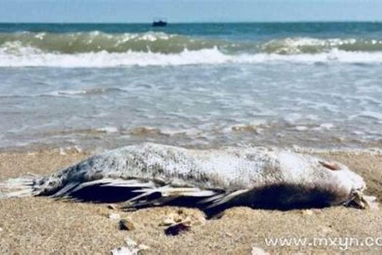 梦见很多死鱼是什么征兆？