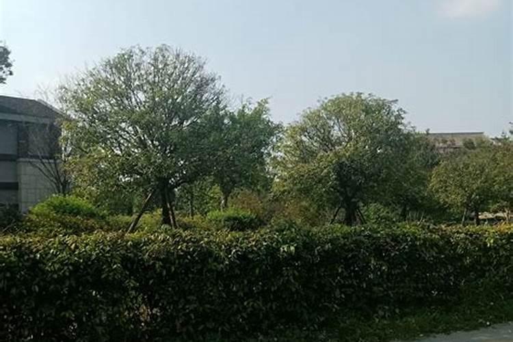 提升事业运草药