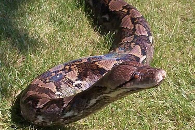 梦见蟒蛇吃别人代表什么预兆？