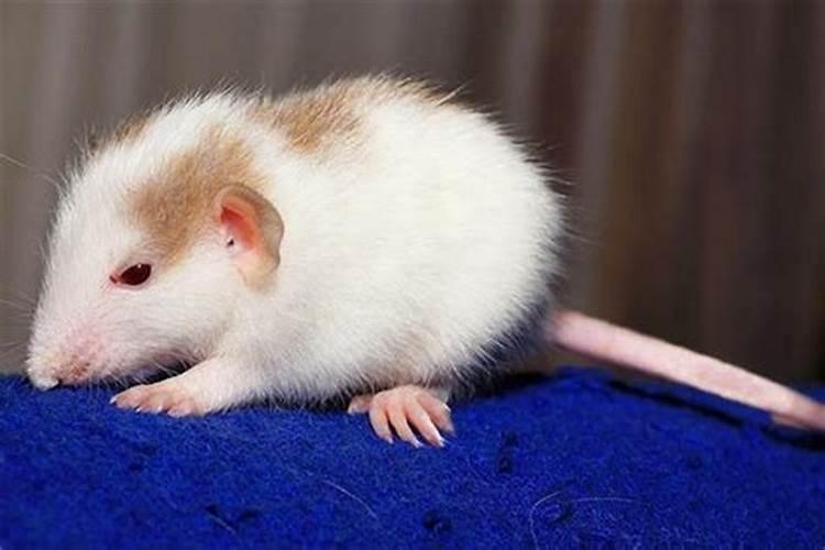 四人谈属鼠人2026年运程