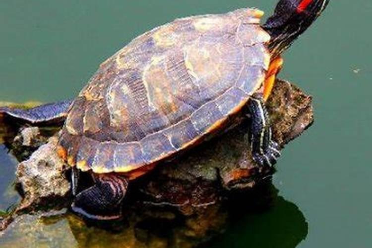 梦见特别大乌龟是什么意思呢女人？