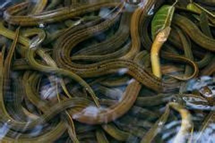 做梦抓黄鳝是什么意思？