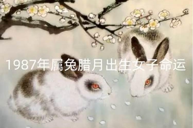 腊月出生的女兔命运