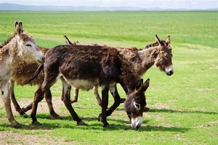 梦见驴是什么意思预示着什么？