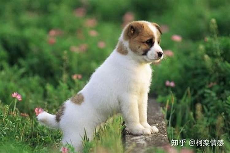 属狗男和什么属相最婚配？