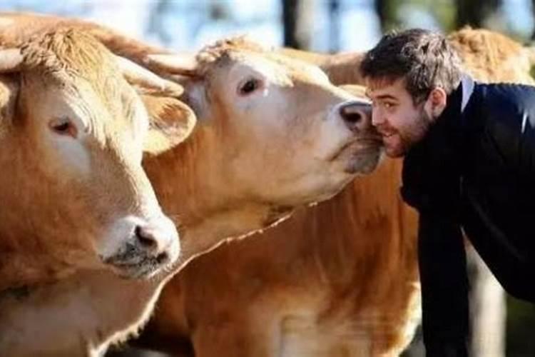 梦见三头牛是什么征兆？