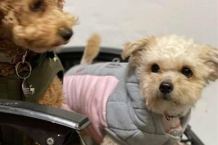 梦见两只小狗跟我回家