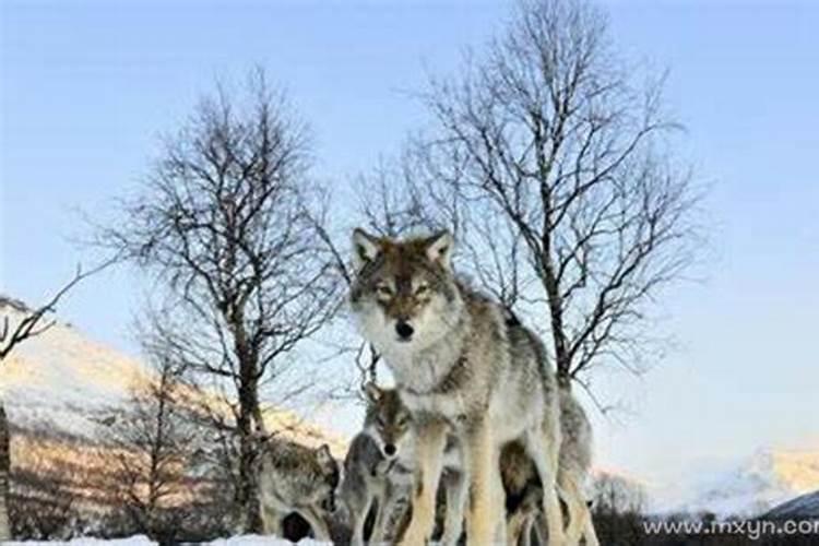 孕妇梦见狼是什么意思？