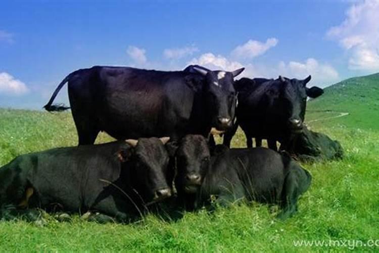 梦见红牛和黑牛是什么意思？