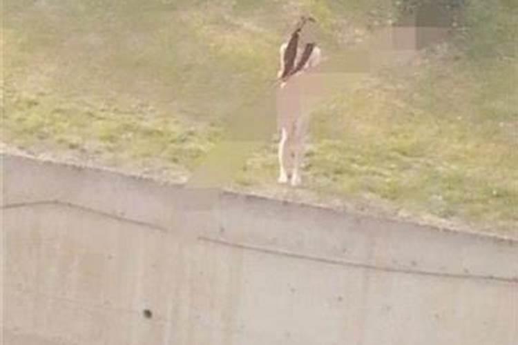 梦见姐姐跳河被救活了